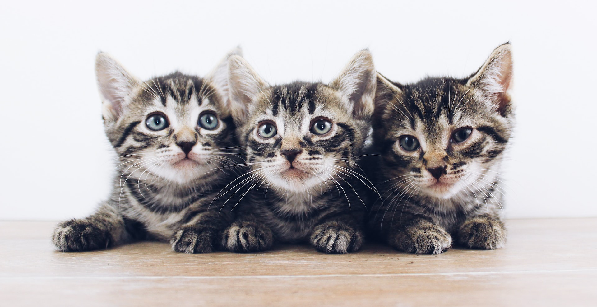 kittens